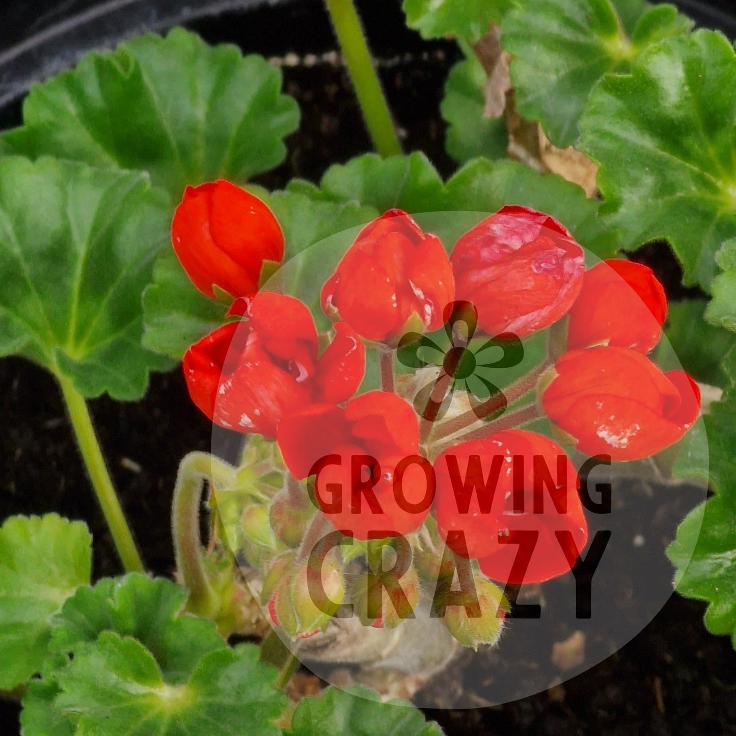 Red Pimpernel -Double Zonal Tulip Pelargonium / Geranium Garden Plant - 6cm pot