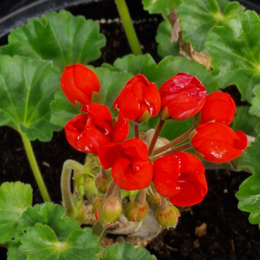 Red Pimpernel -Double Zonal Tulip Pelargonium / Geranium Garden Plant - 6cm pot