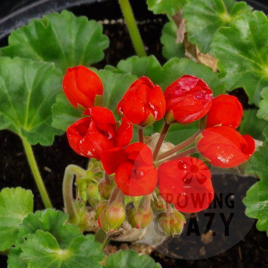 Red Pimpernel -Double Zonal Tulip Pelargonium / Geranium Garden Plant - 6cm pot