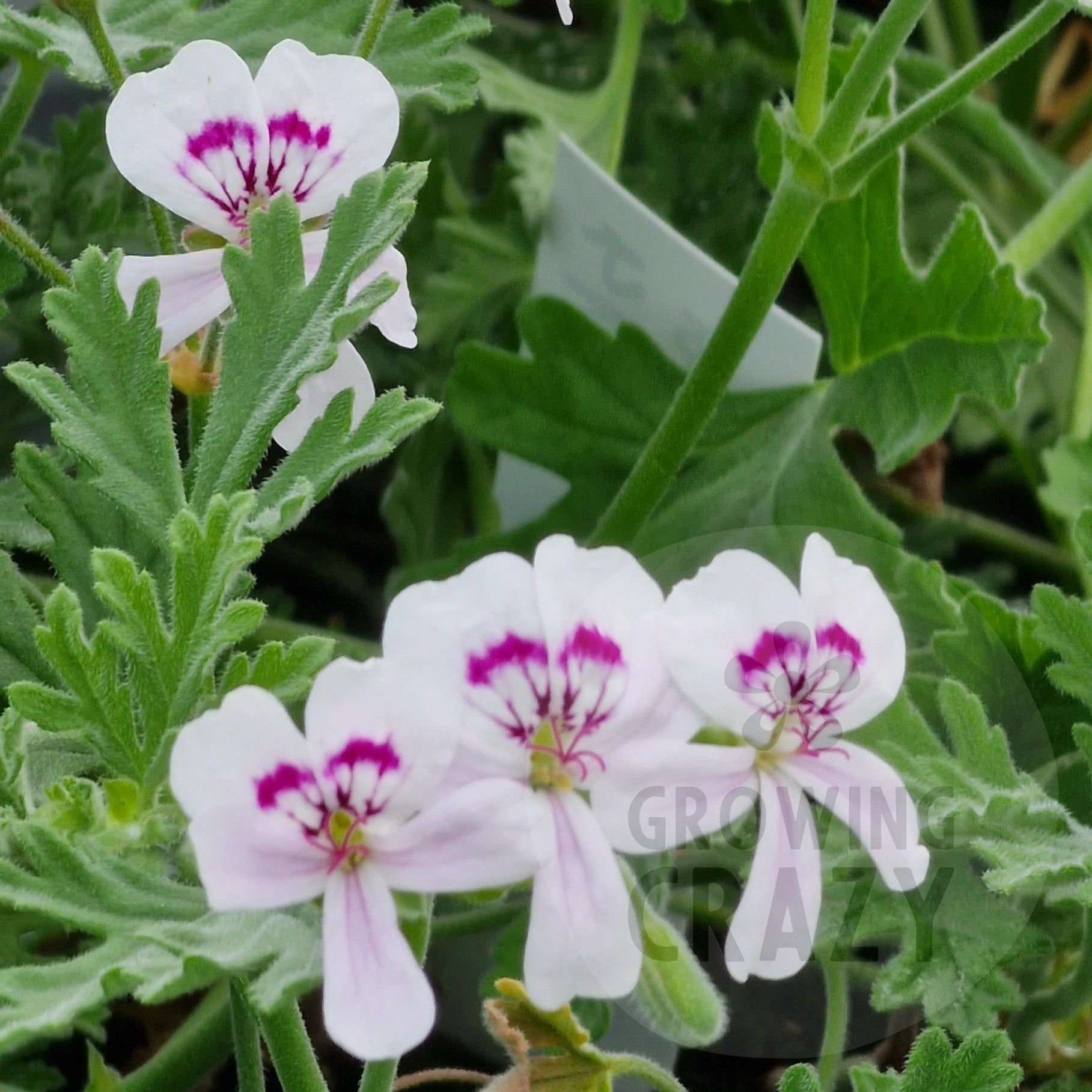 Species Pelargonium Blandfordianum Album