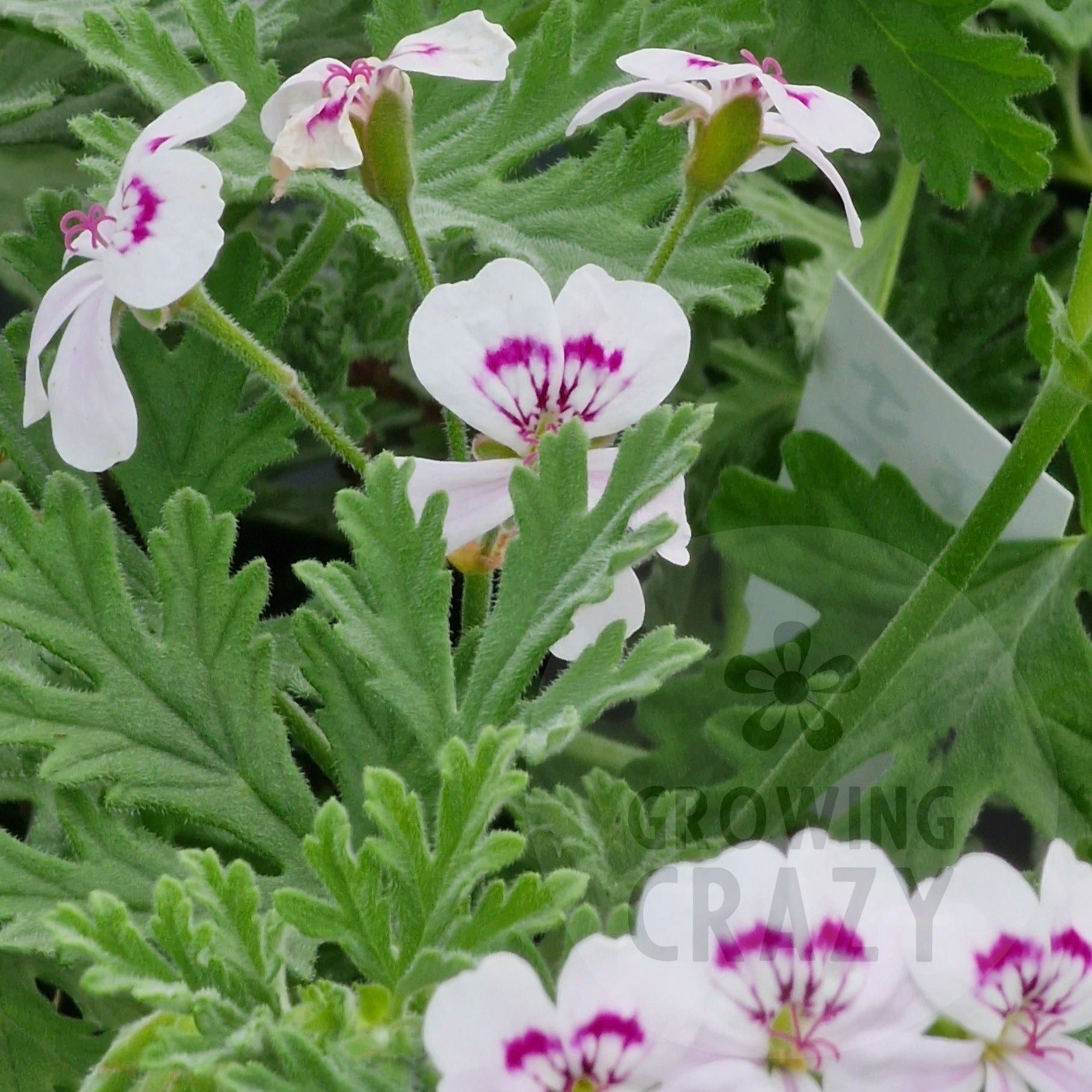 Species Pelargonium Blandfordianum Album