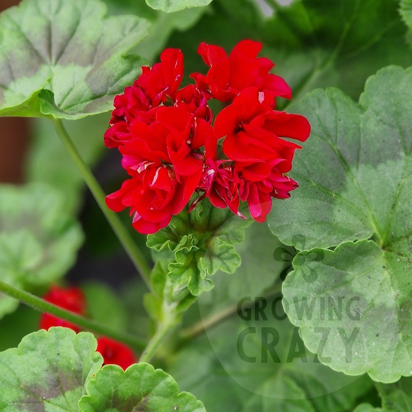 Fritz Anders - Zonal Pelargonium / Geranium Garden Plant - 6cm pot