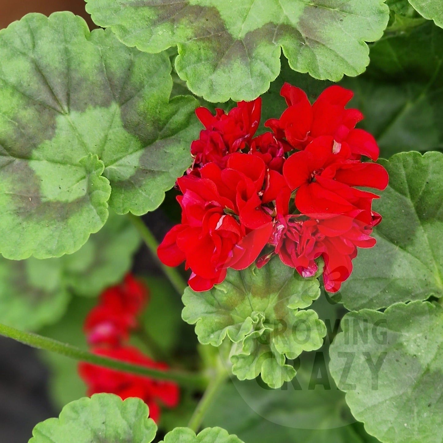 Fritz Anders - Zonal Pelargonium / Geranium Garden Plant - 6cm pot