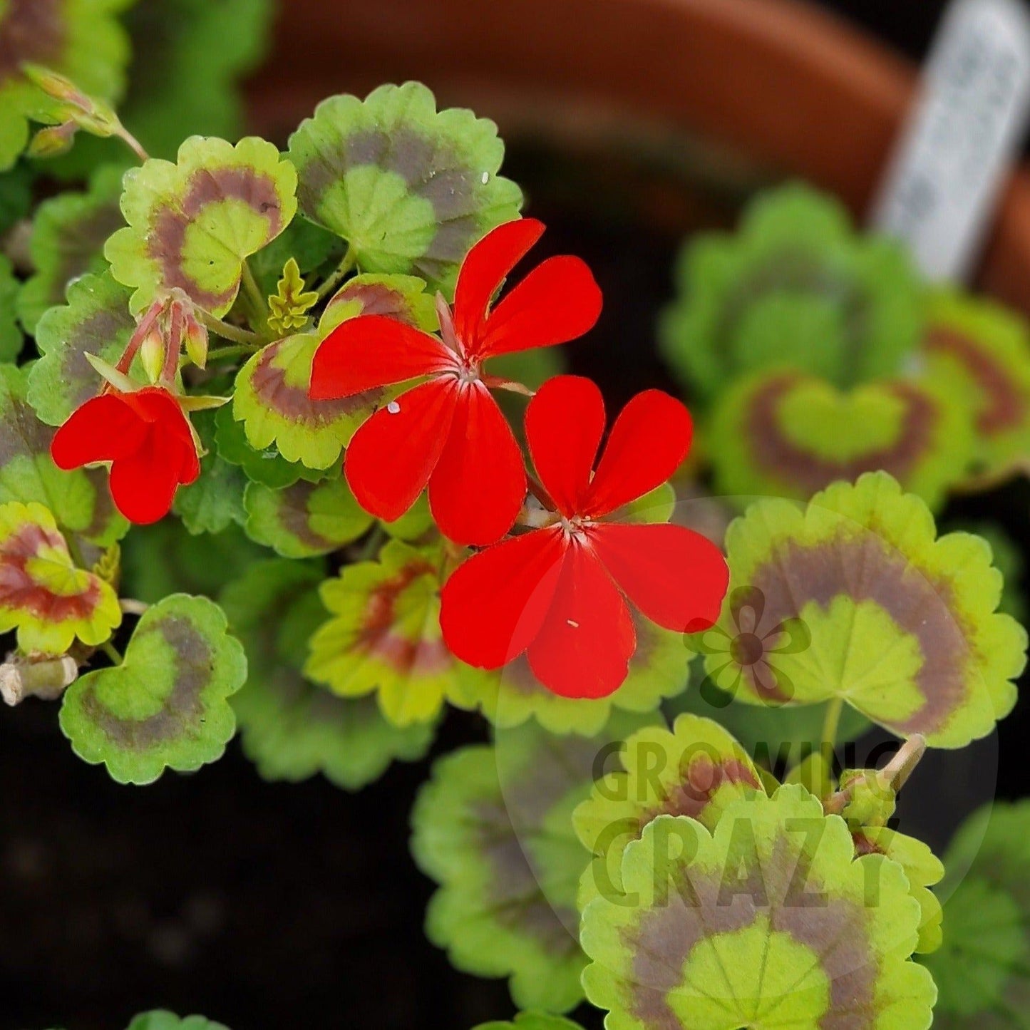 Golden Harry Heiover - Coloured Leaf Pelargonium (Geranium) Plant - 6cm bio pot