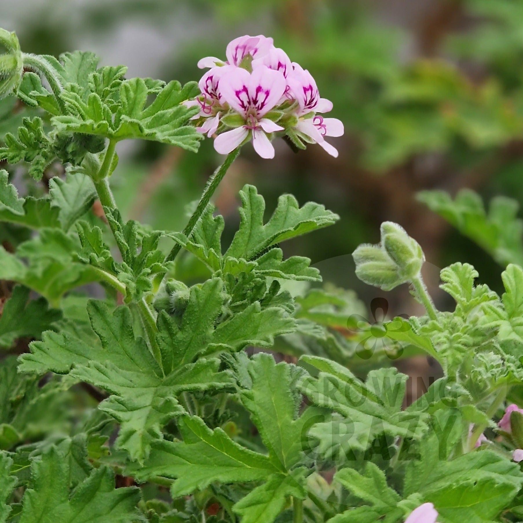 Graveolens - Rose Scented Leaf Pelargonium (Geranium) Plant - 6cm bio ...