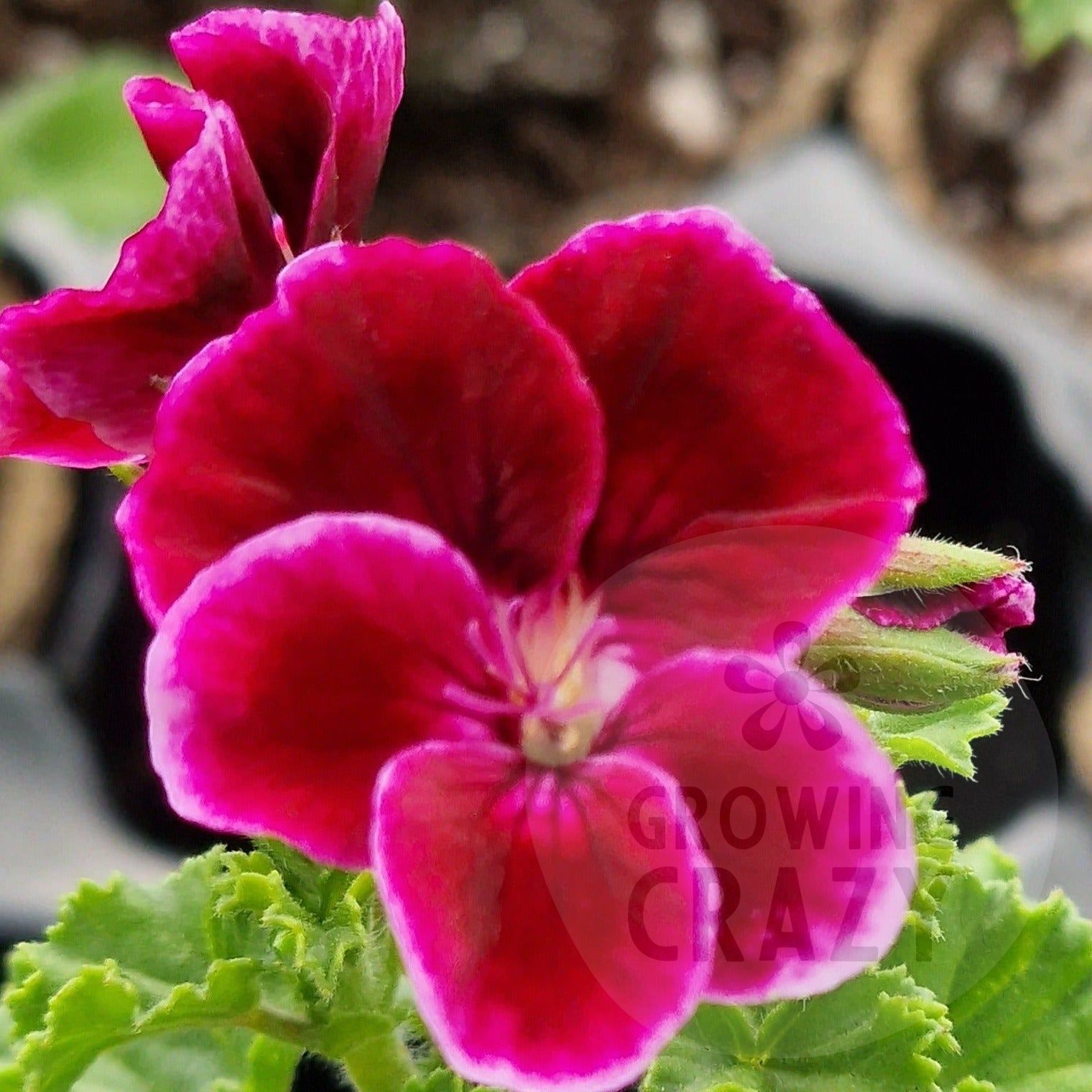 Angel Jer'ery Pelargonium Geranium upright habit purple 