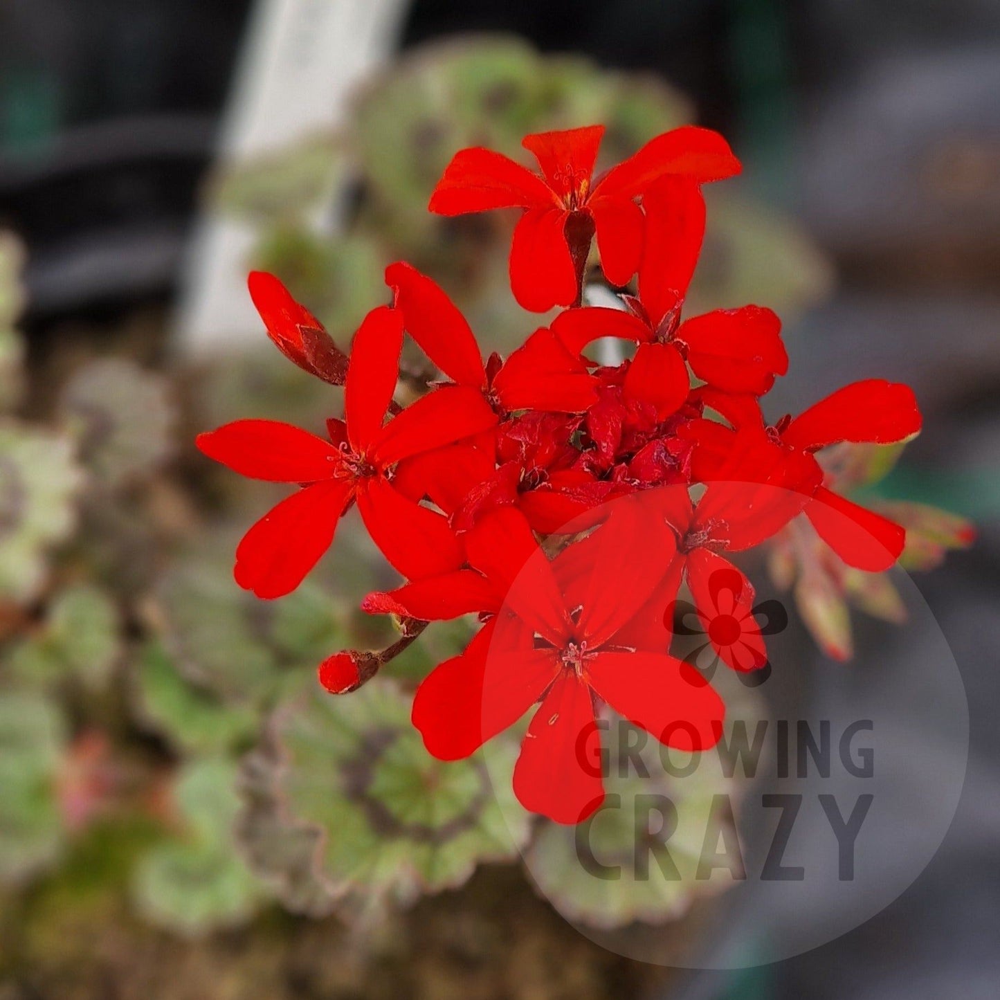 Stadt Bern -Single Zonal Pelargonium / Geranium Garden Plant - 6cm pot