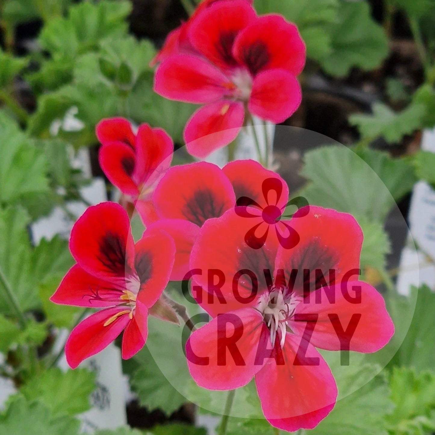 Freya Gowrley - Decorative Pelargonium Geranium, Ideal for containers or garden borders