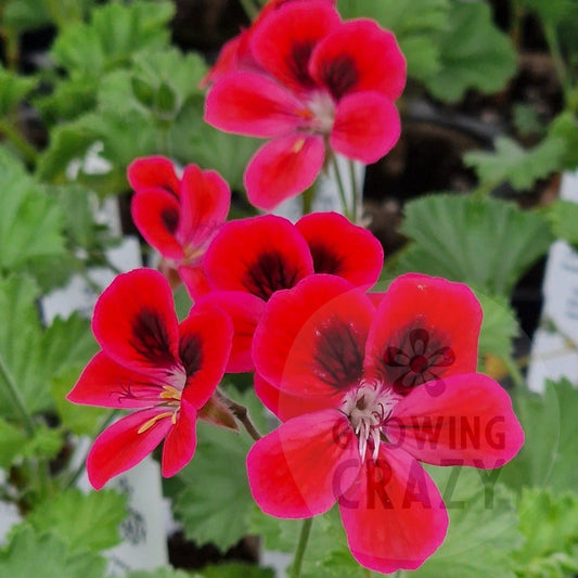Freya Gowrley - Decorative Pelargonium Geranium, Ideal for containers or garden borders