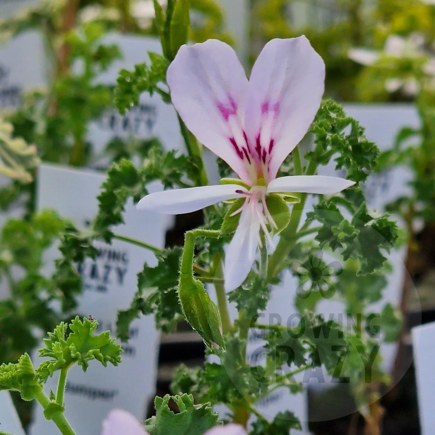 Juniper -  Scented Leaf Pelargonium (Geranium) Plant - 6cm bio pot