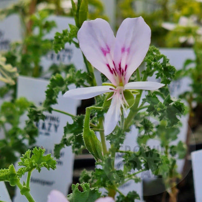 Juniper -  Scented Leaf Pelargonium (Geranium) Plant - 6cm bio pot