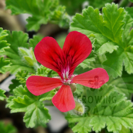 Scarlet Pet - Unique Pelargonium (Geranium) Plant - 6cm bio pot