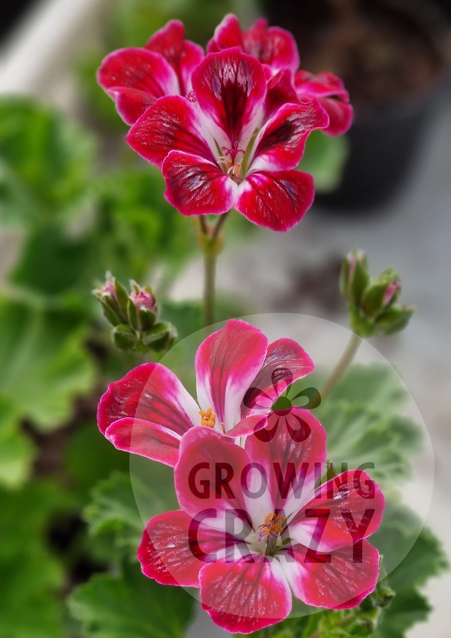 Royal Ascot - Decorative Pelargonium / Geranium plant in 6cm bio pot