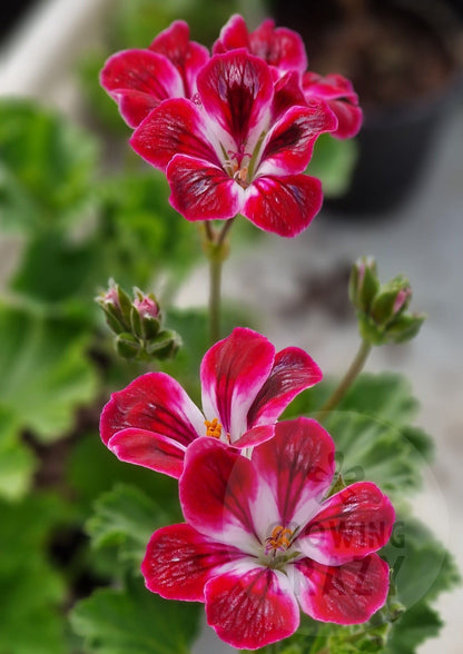 Royal Ascot - Decorative Pelargonium / Geranium plant in 6cm bio pot