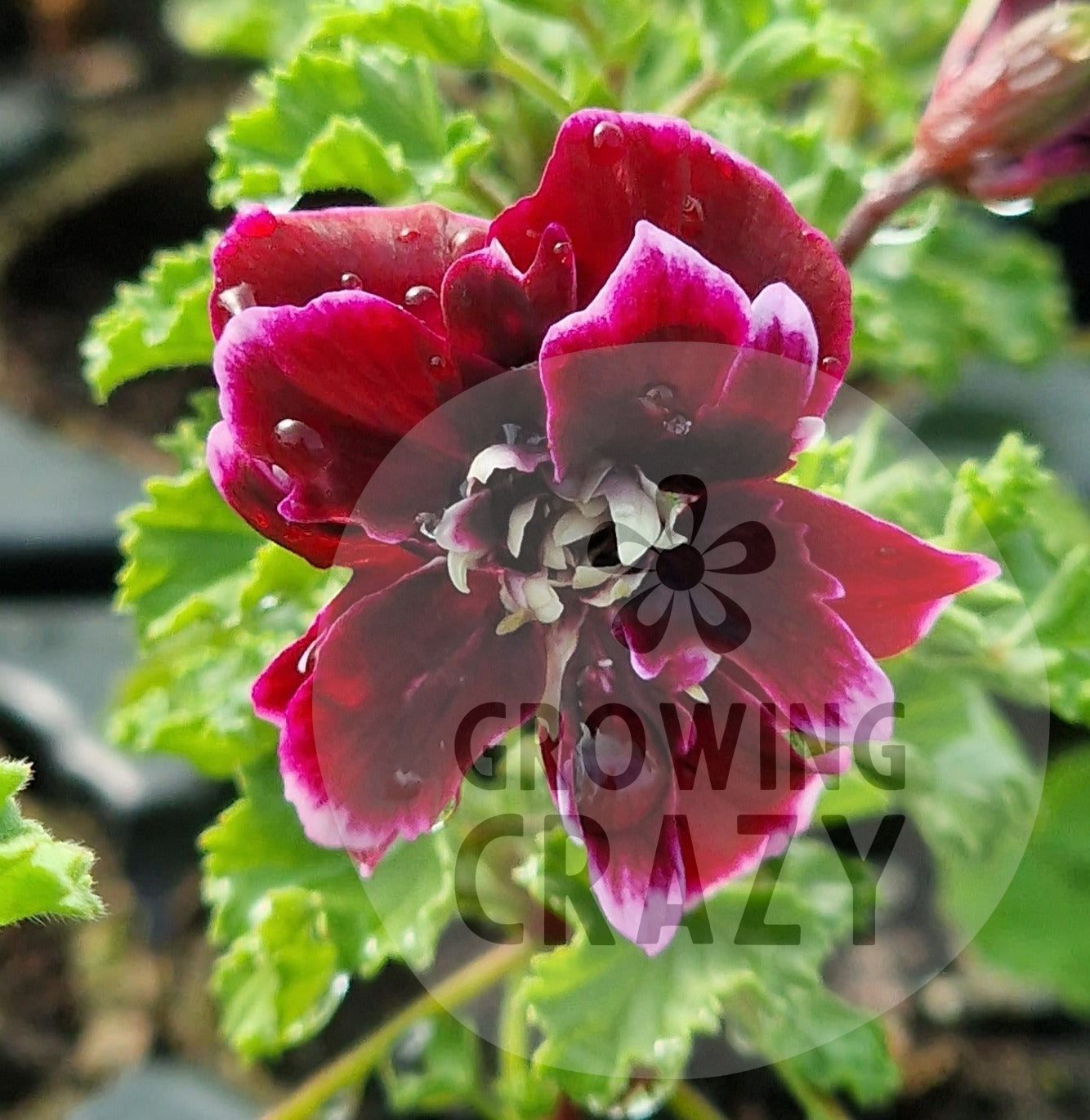 Quantock Double Dymond - Angel Pelargonium (Geranium) Plant - 6cm bio pot