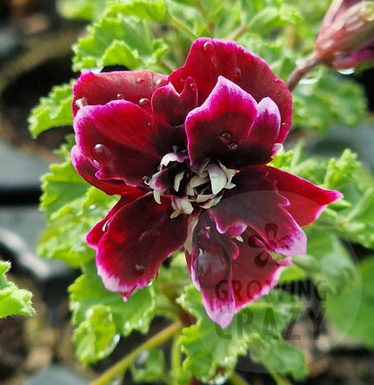 Quantock Double Dymond - Angel Pelargonium (Geranium) Plant - 6cm bio pot