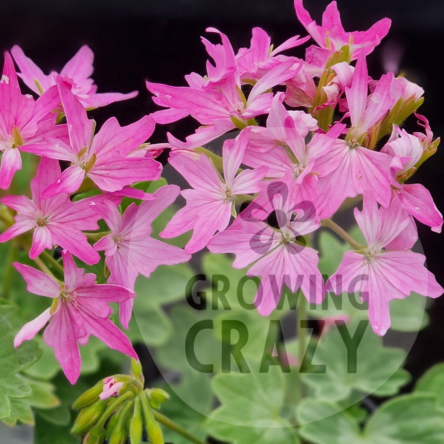 Charmay Ward - Stellar Pelargonium (Geranium) Plant - 6cm bio pot