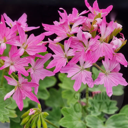 Charmay Ward - Stellar Pelargonium (Geranium) Plant - 6cm bio pot