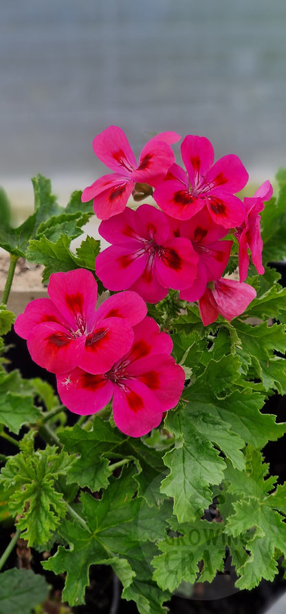 Brunswick - Sweet Fruity Scented Leaf Pelargonium / Geranium Plant - 6cm bio pot
