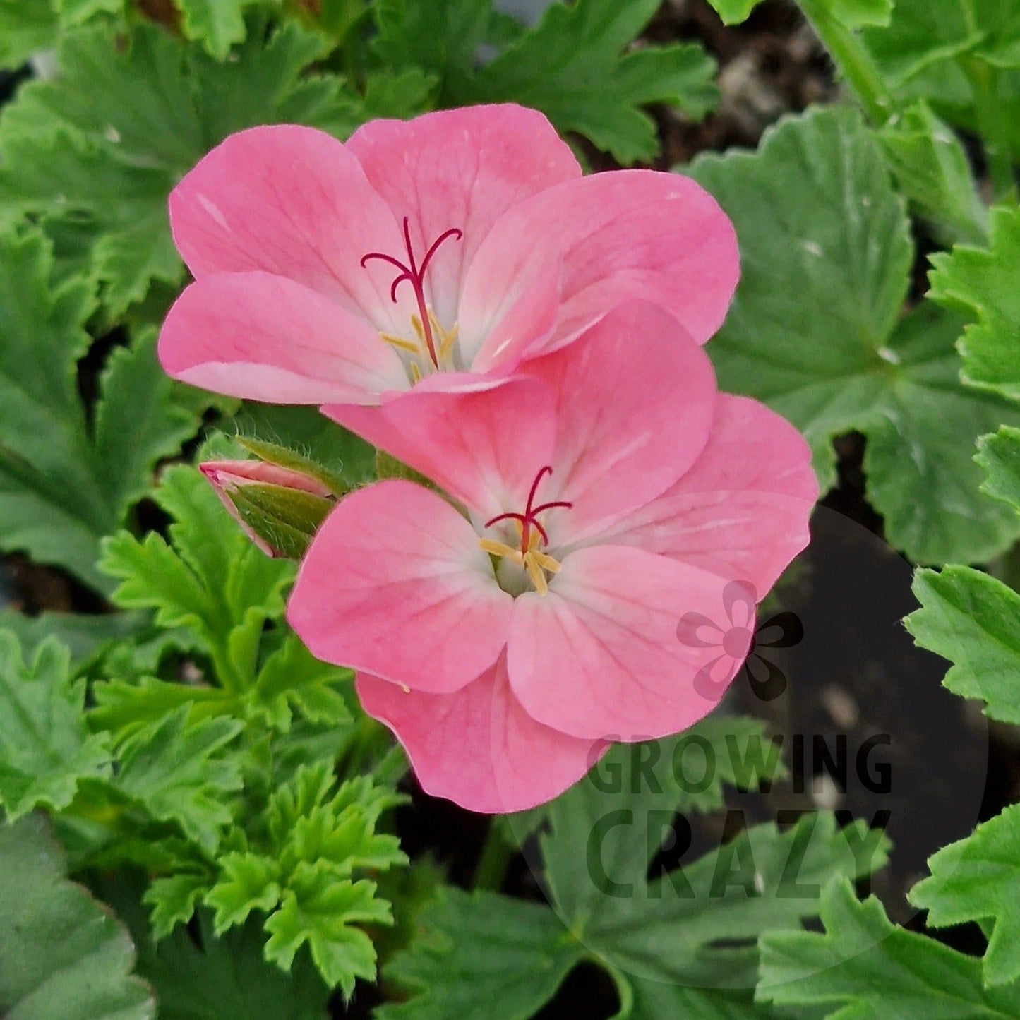 Apricot Fool - Unique Pelargonium (Geranium) Plant - 6cm bio pot