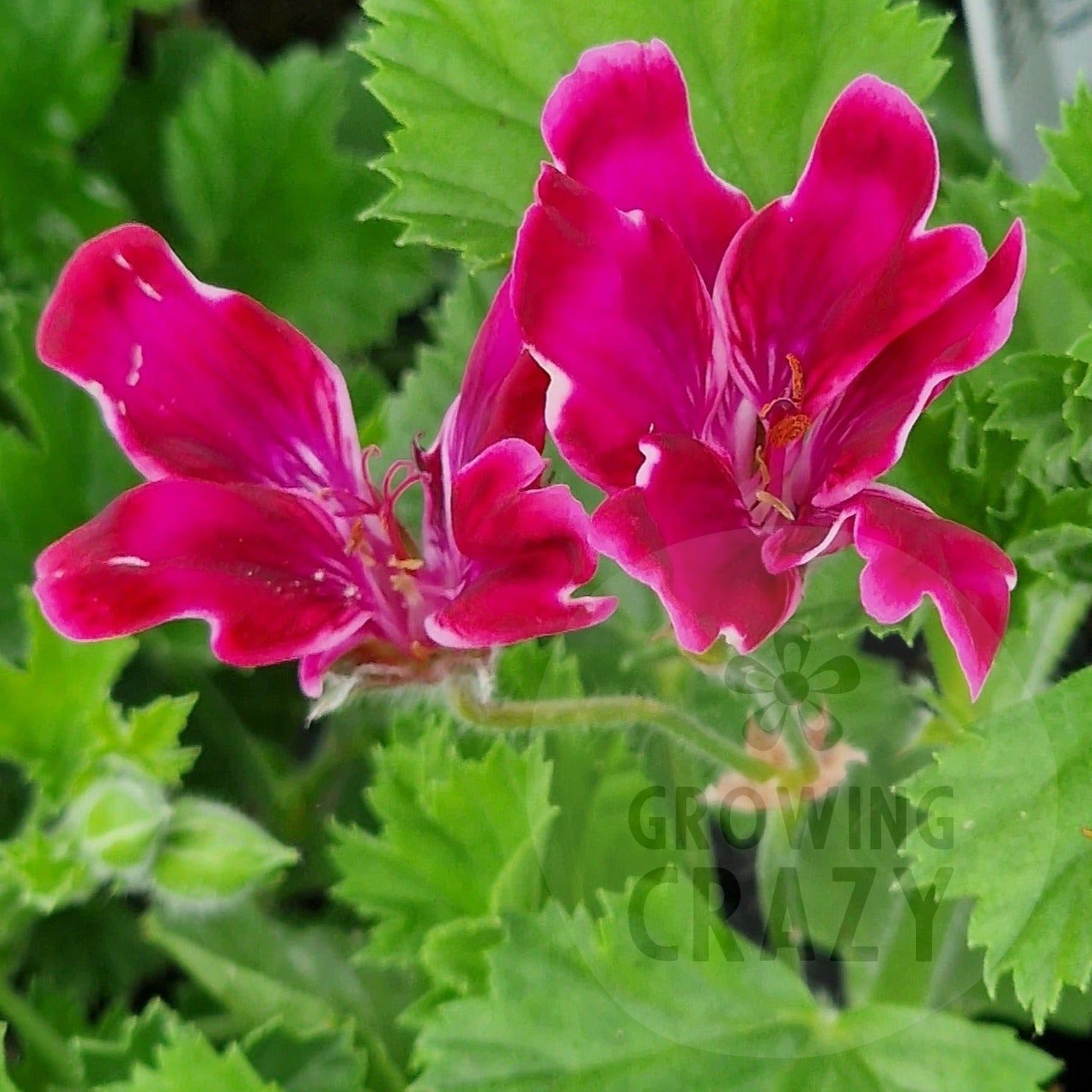 Lady Bute Regal Pelargonium Geranium Plant 6cm Bio Pot Growing lady-bute-regal-pelargonium-geranium-plant-6cm-bio-pot-growing
