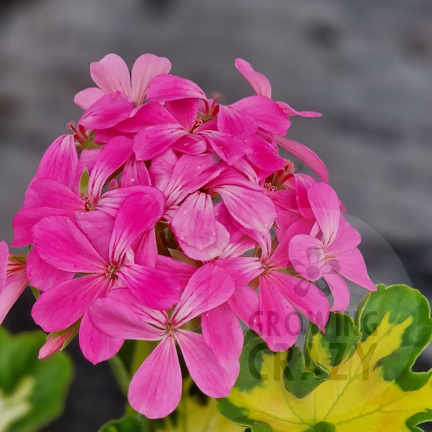 Pink Happy Thought - Coloured Leaf Pelargonium (Geranium) Plant - 6cm bio pot