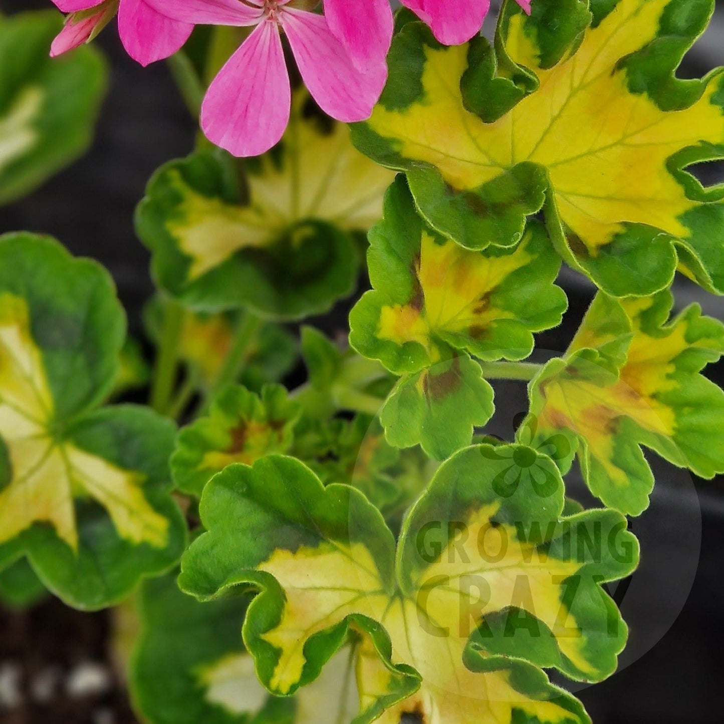 Pink Happy Thought - Coloured Leaf Pelargonium (Geranium) Plant - 6cm bio pot