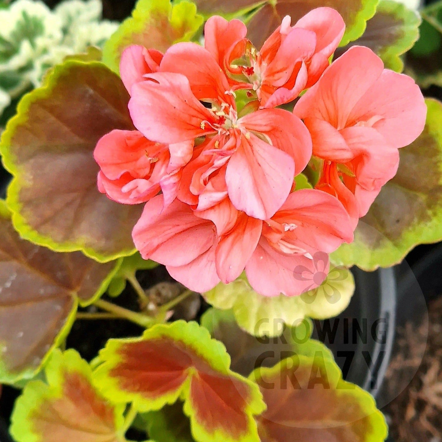 Warrenorth Emerald - Coloured Leaf Pelargonium Geranium  vigorous and strong growing variety, coral red flowers with tri-colour leaves.Victorian intresting