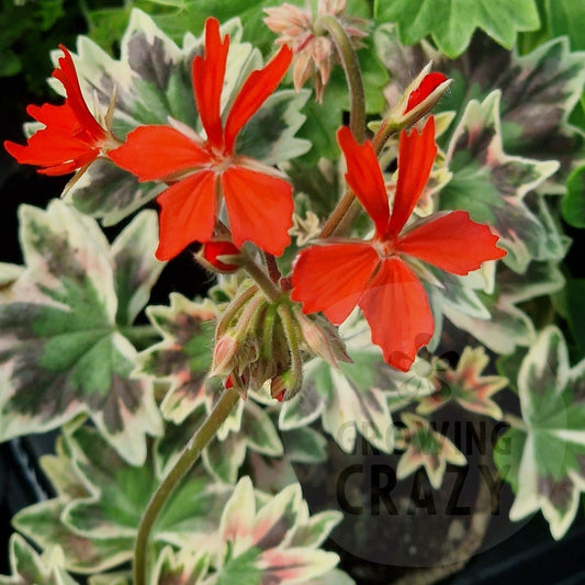 Bob Newing was raised by Andrew Simmons, 2005. This variety is actually a miniature Stellar Pelargonium but packs a massive punch of colour with its silver tri-coloured leaves that have a very pronounced pink/red zone on them and also pretty orange-red single flowers.