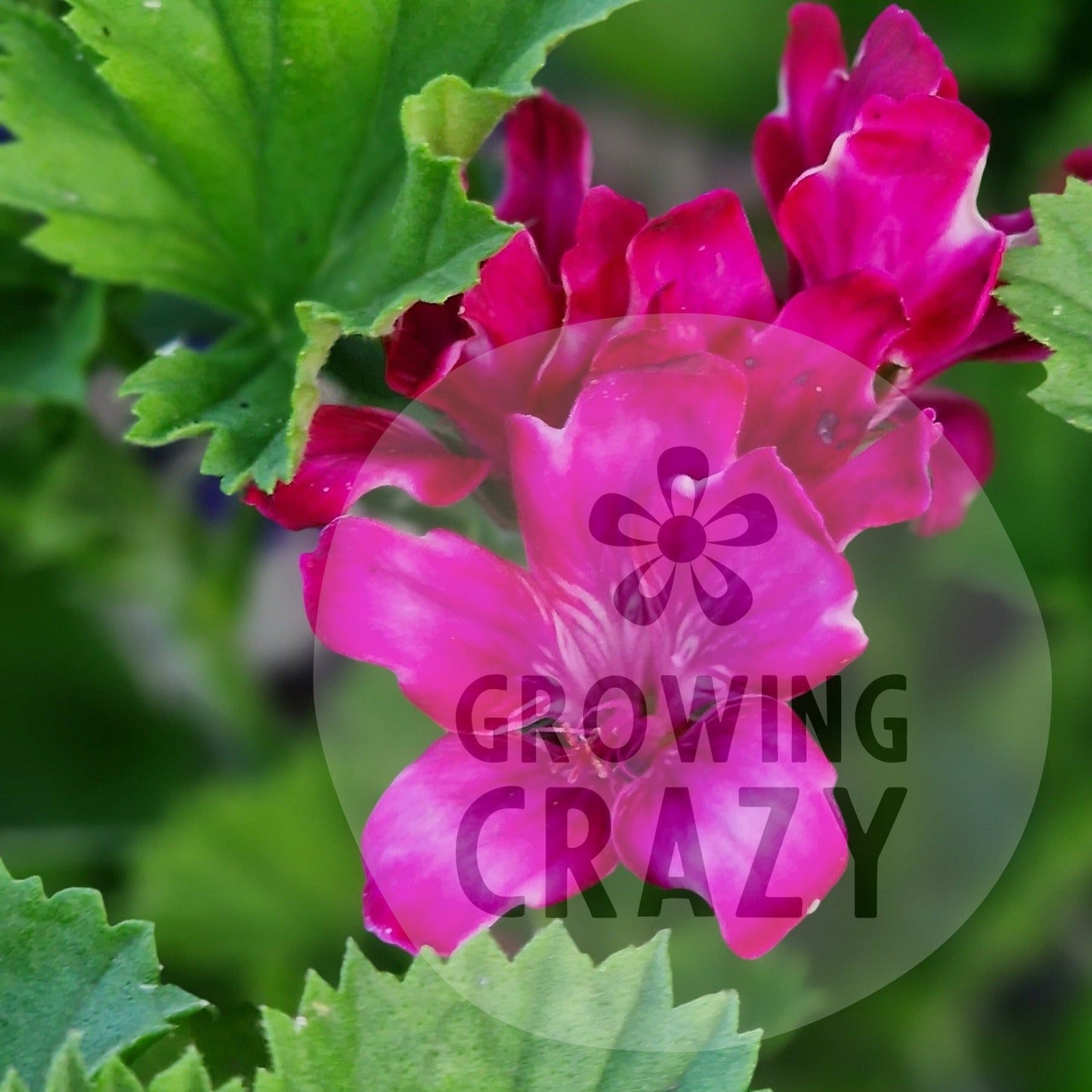 Lady Bute - Regal Pelargonium (Geranium) plant - 6cm bio pot