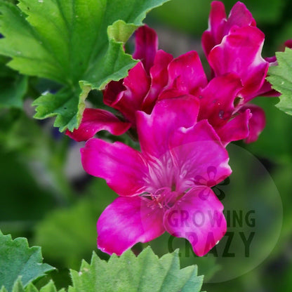 Lady Bute - Regal Pelargonium (Geranium) plant - 6cm bio pot