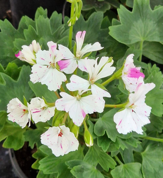 Jackie Totlis makes for a very good Stellar Pelargonium specimen plant, it is upright and grows vigorously, it has large pure white flowers that are splashed and speckled lavender pink.