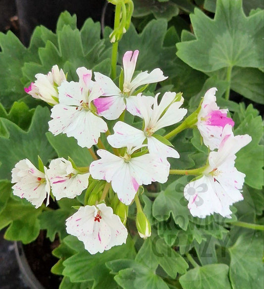 Jackie Totlis makes for a very good Stellar Pelargonium specimen plant, it is upright and grows vigorously, it has large pure white flowers that are splashed and speckled lavender pink.