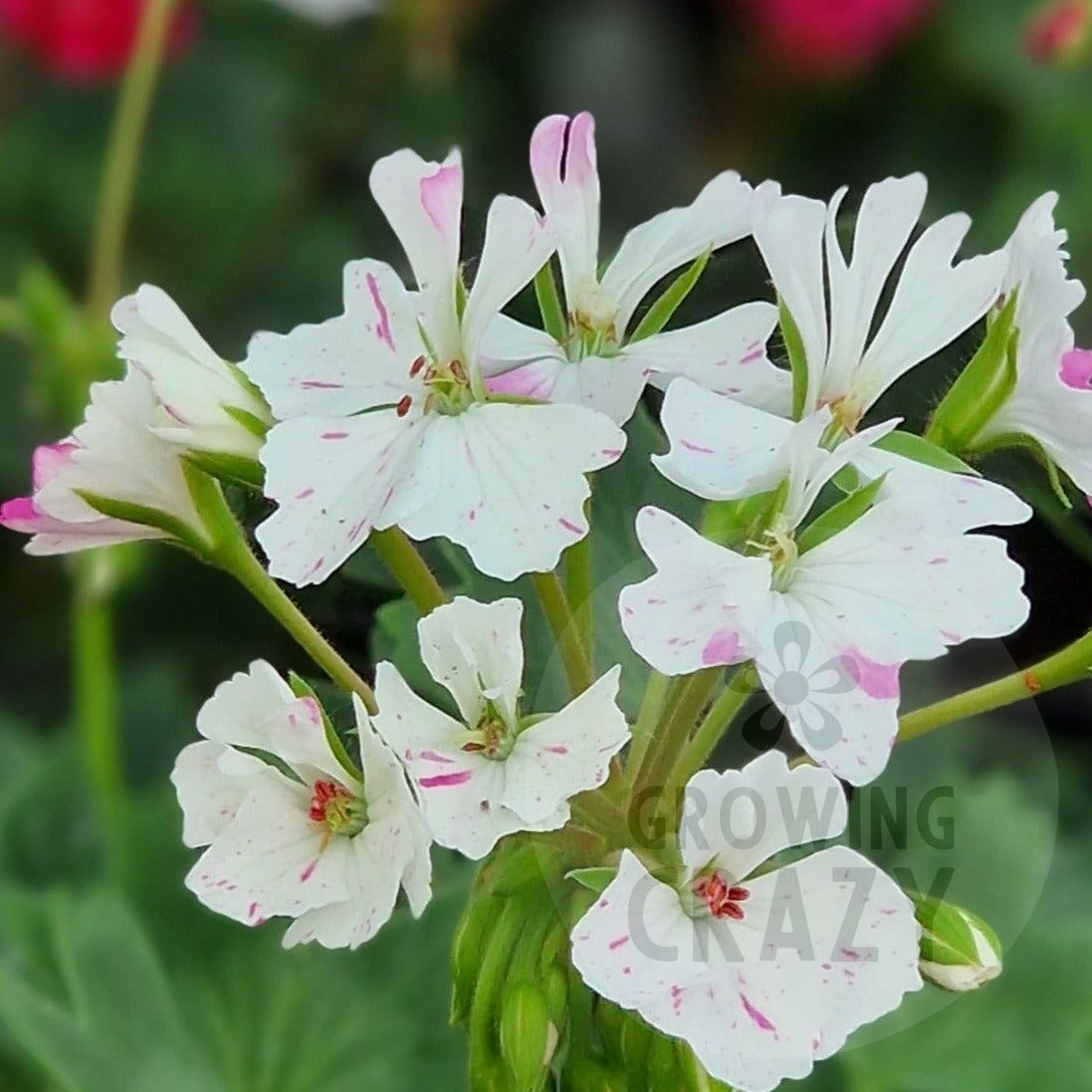 Jackie Totlis makes for a very good Stellar Pelargonium specimen plant, it is upright and grows vigorously, it has large pure white flowers that are splashed and speckled lavender pink.