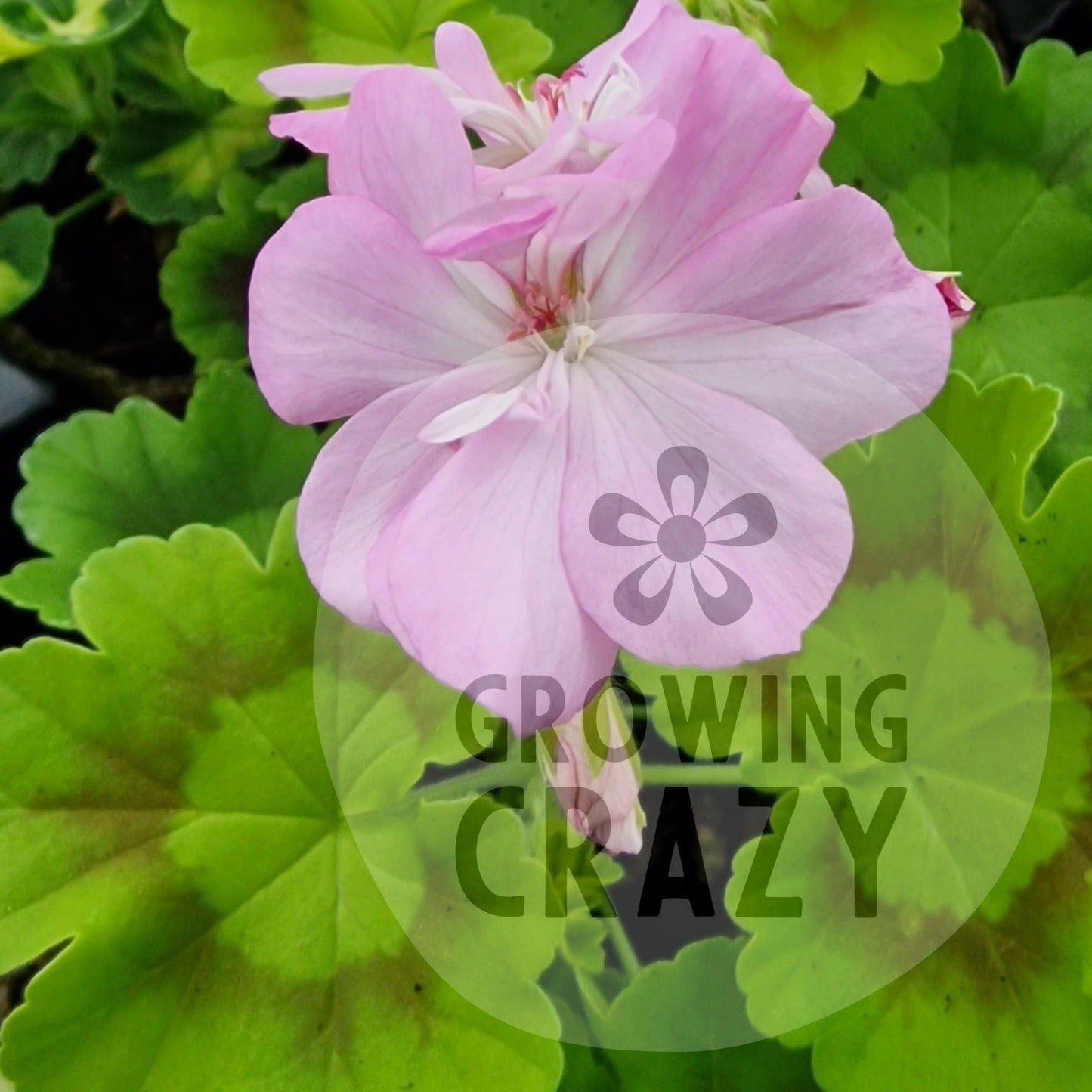 Richard Key - Coloured Leaf Pelargonium / Geraniumgolden leaves with dark bronze zoned  mauve pink flowers Victorian  intresting 