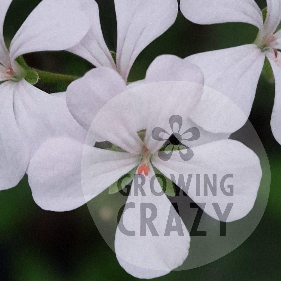 White Boar - Species Hybrid Pelargonium / Geranium - Single Plant 6cm bio Pot