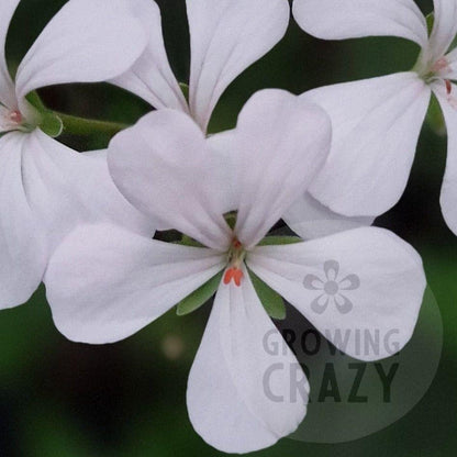 P. White Boar - Species Hybrid Pelargonium / Geranium - Single Plant 6cm bio Pot