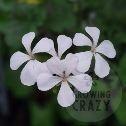 P. White Boar - Species Hybrid Pelargonium / Geranium - Single Plant 6cm bio Pot