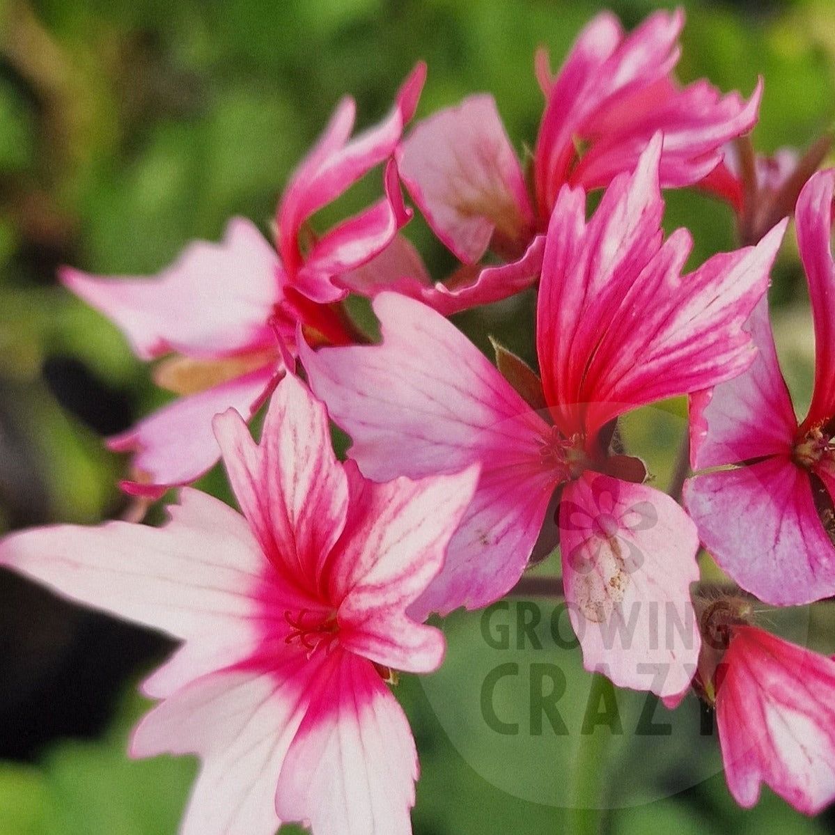 Rushmoor Rowan - Stellar Pelargonium (Geranium) Plant - 6cm bio pot