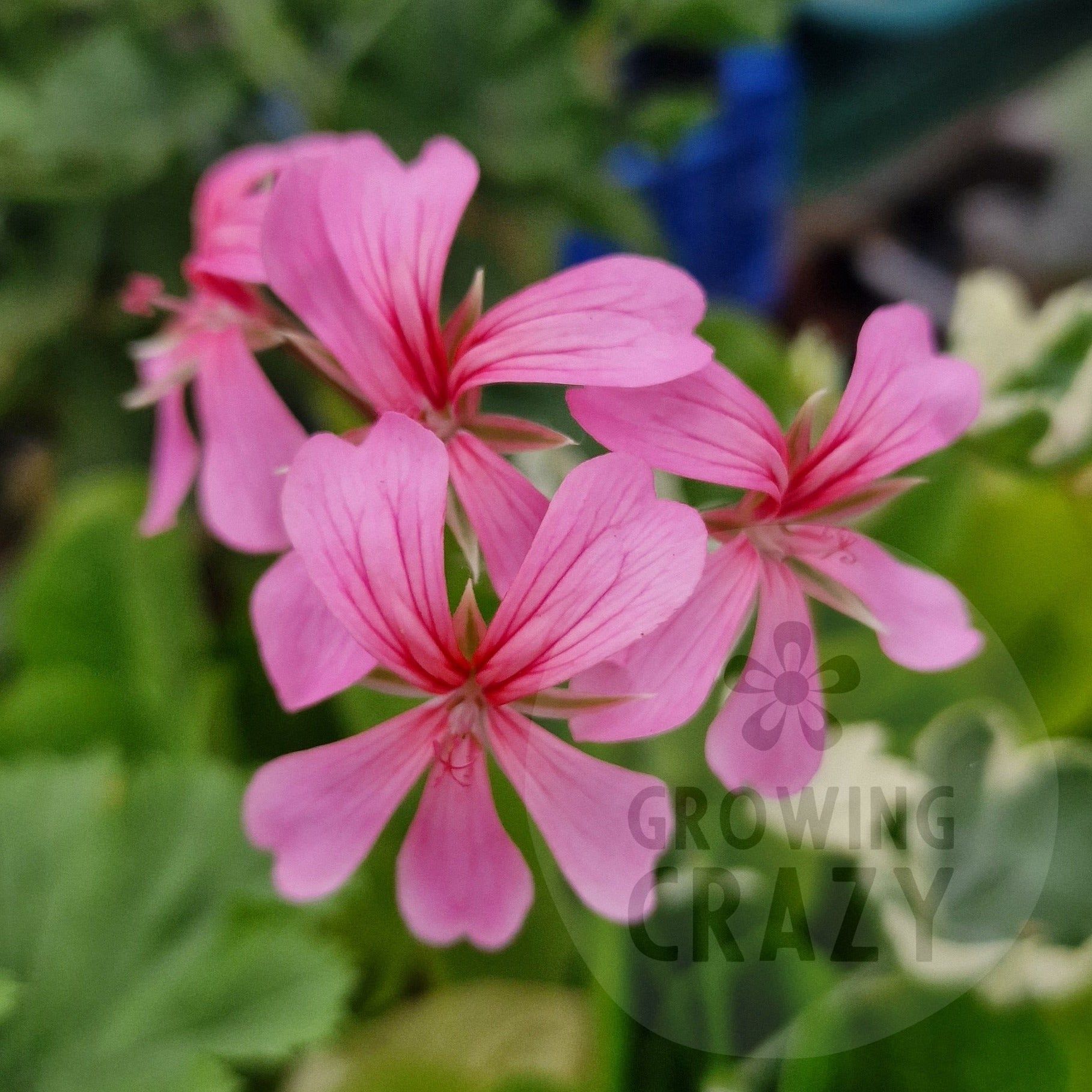 Duke of Edinburgh - Ivy Leaved Pelargonium (Geranium)  with pink single flowers and varigated white edged leaves