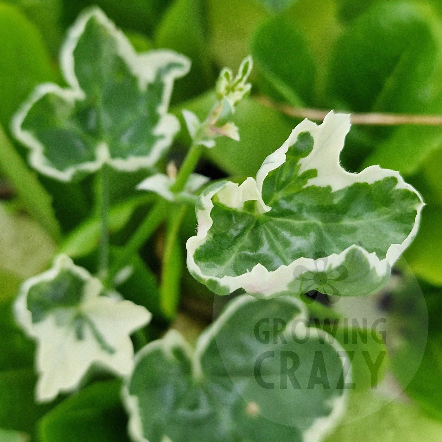 Duke of Edinburgh - Ivy Leaved Pelargonium (Geranium) Plant - 6cm bio pot