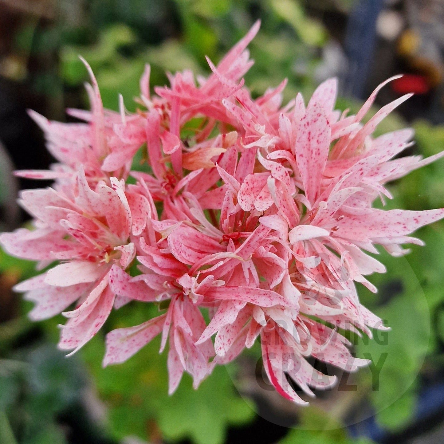 Richard Hodgson - Stellar Pelargonium (Geranium) Plant - 6cm bio pot