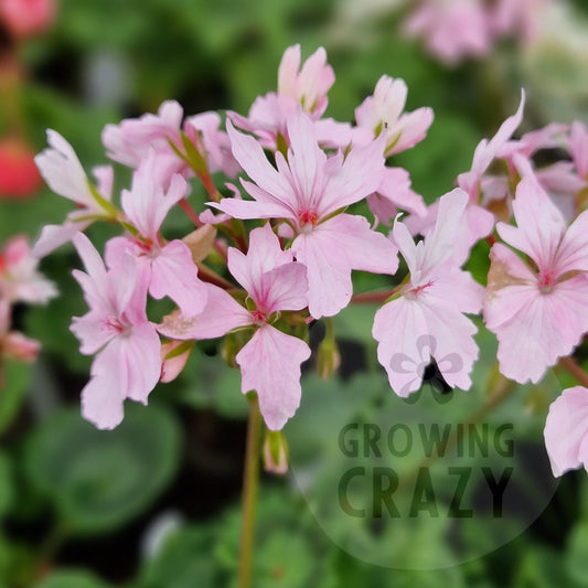 Pat Hannam - Stellar Pelargonium (Geranium) Plant - 6cm bio pot