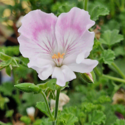 Quantock May- Angel Pelargonium (Geranium) Plant - 6cm bio pot