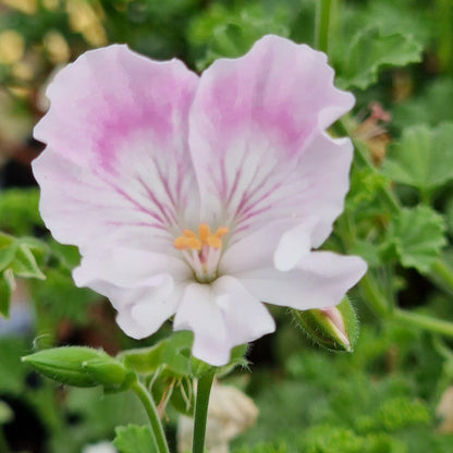 Quantock May- Angel Pelargonium (Geranium) Plant - 6cm bio pot