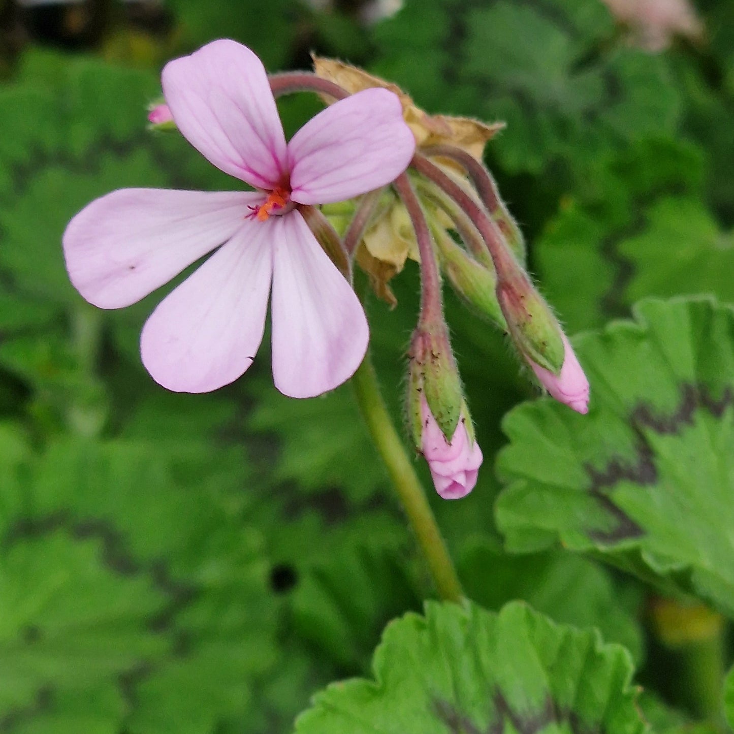 Zonale - Species Pelargonium / Geranium - Single Plant 6cm bio Pot