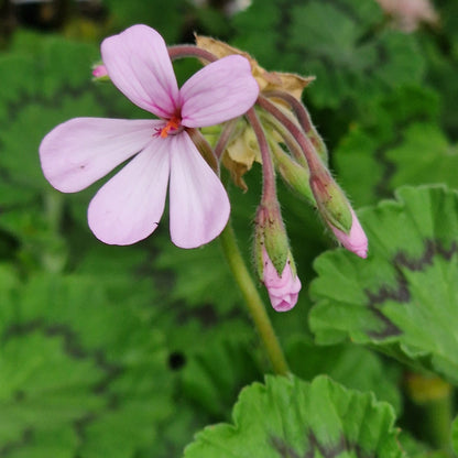 P. zonale - Species Pelargonium / Geranium - Single Plant 6cm bio Pot