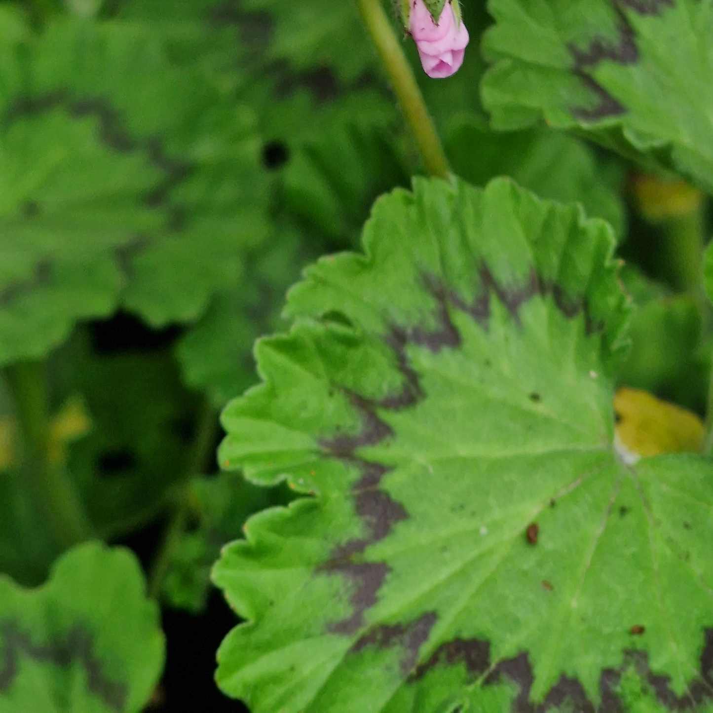 Zonale - Species Pelargonium / Geranium - Single Plant 6cm bio Pot