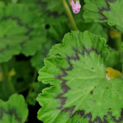 P. zonale - Species Pelargonium / Geranium - Single Plant 6cm bio Pot