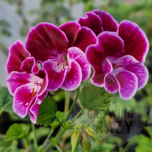 Angel Pelargonium / Geranium Henry Weller compact purple white